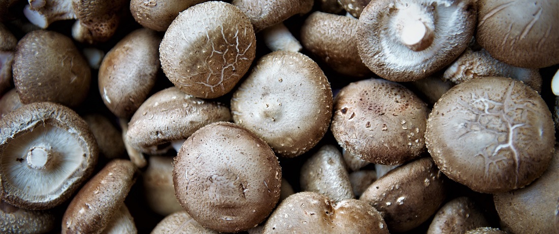 Medicinal_Mushrooms_Shiitake