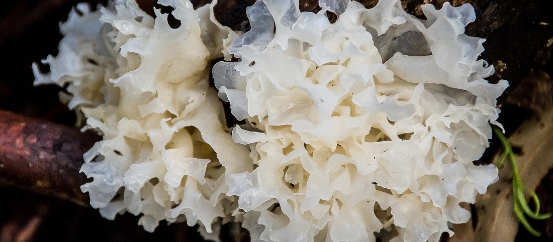 Medicinal_Mushrooms_Tremella