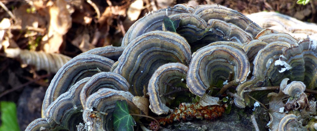 Medicinal_Mushrooms_Turkey_Tail