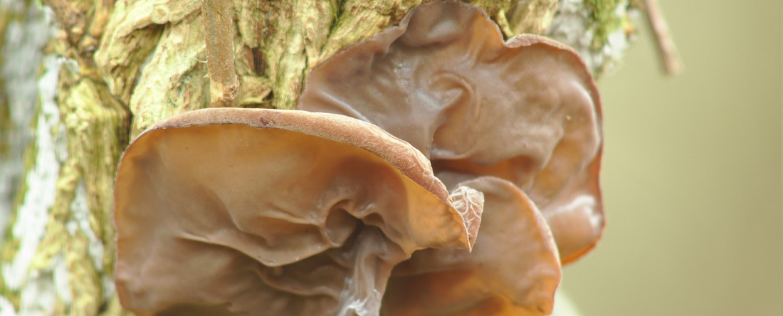 Medicinal_Mushrooms_Wood_Ear