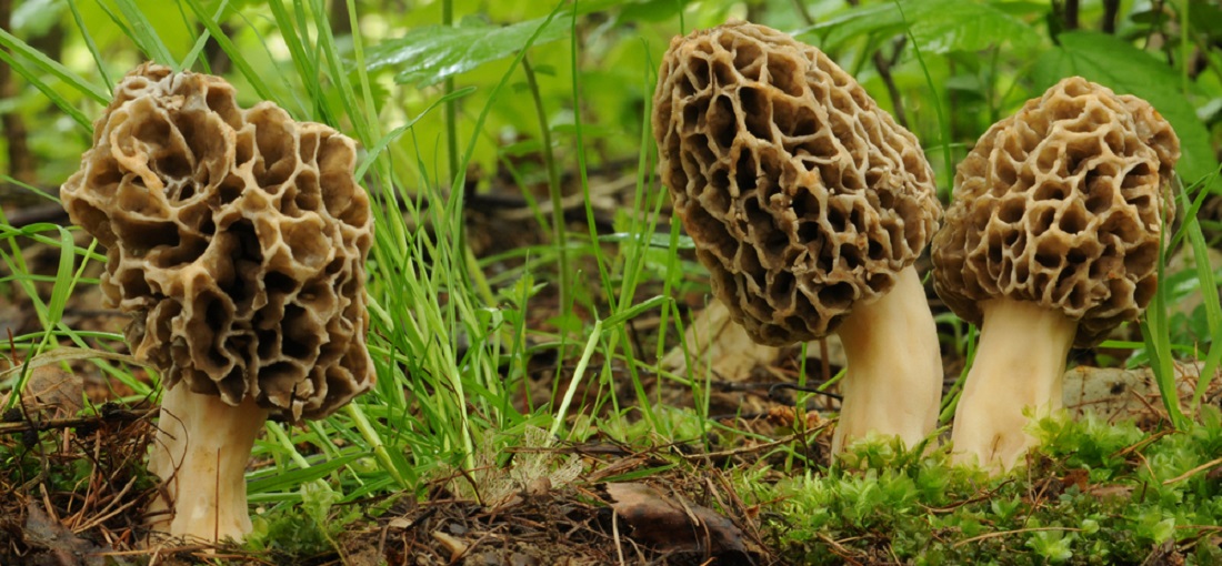 Medicinal_Mushrooms_Yellow_Morel