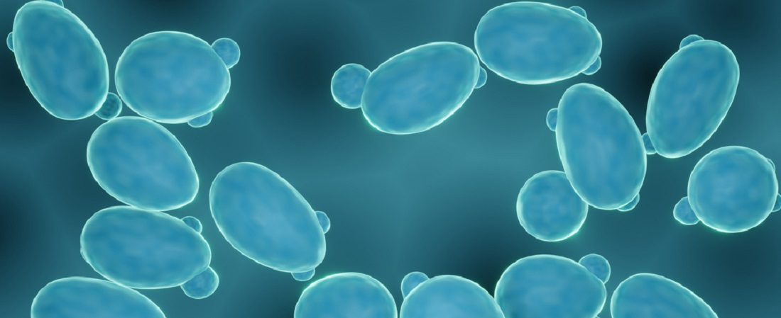 SACCHAROMYCES_BOULARDII_yeast