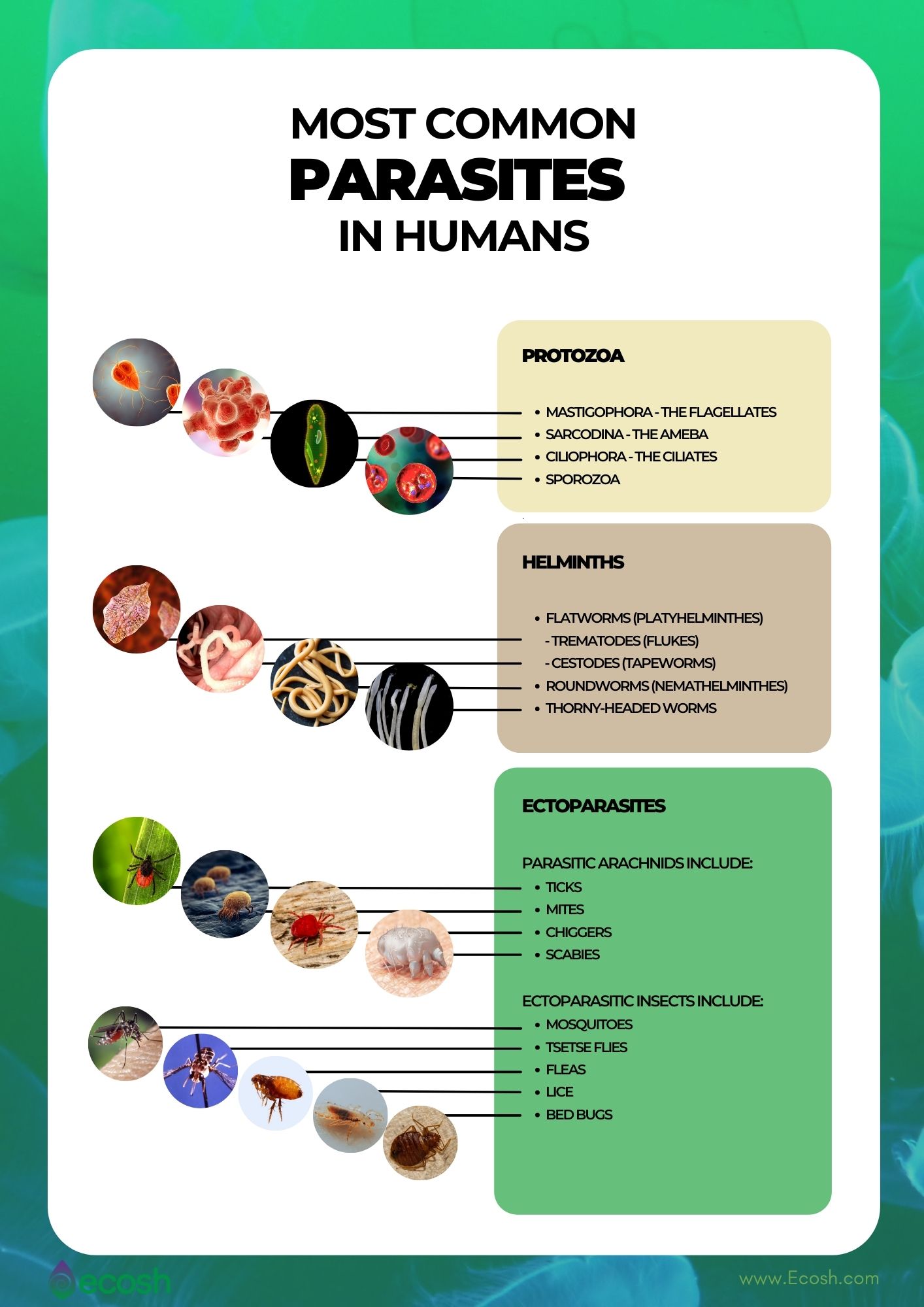 PARASITES - The Full List of Most Common Parasites That Can Live In Human  Body - Ecosh