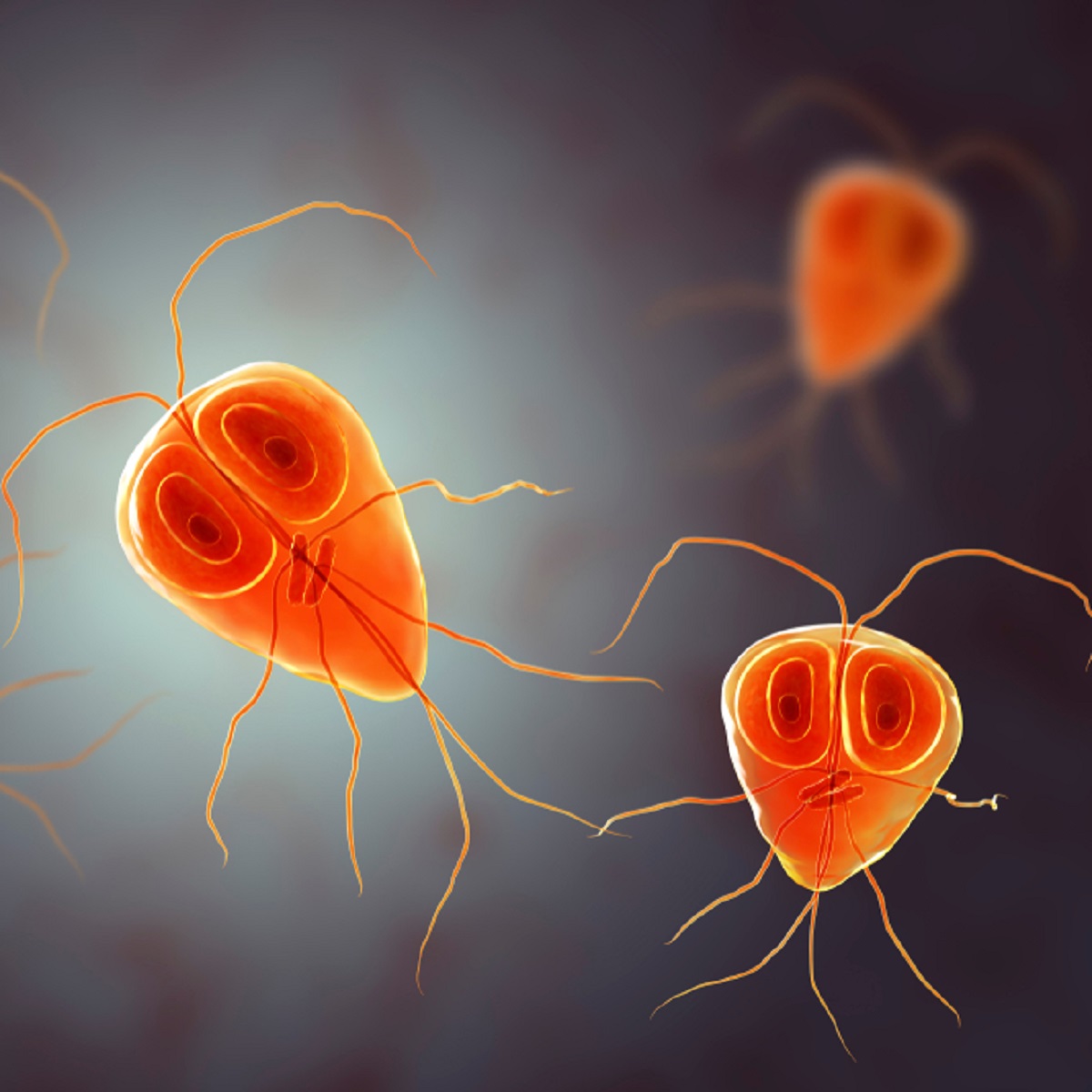 roundworm in humans skin