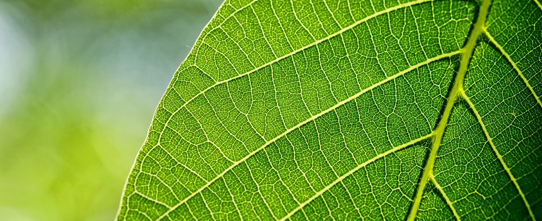 Walnut Leaves