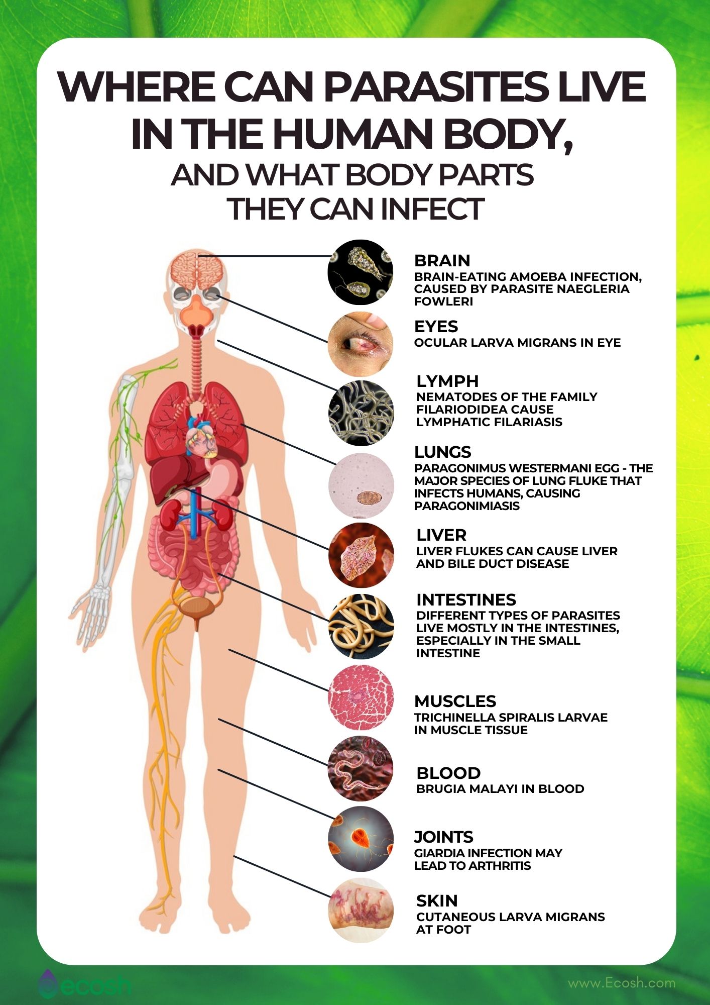 types of parasitic worms in humans