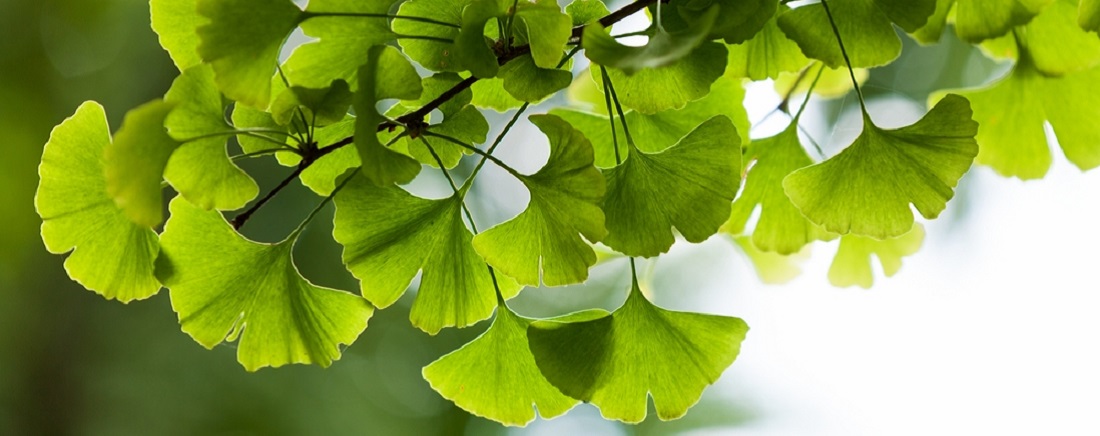 Ginkgo Biloba