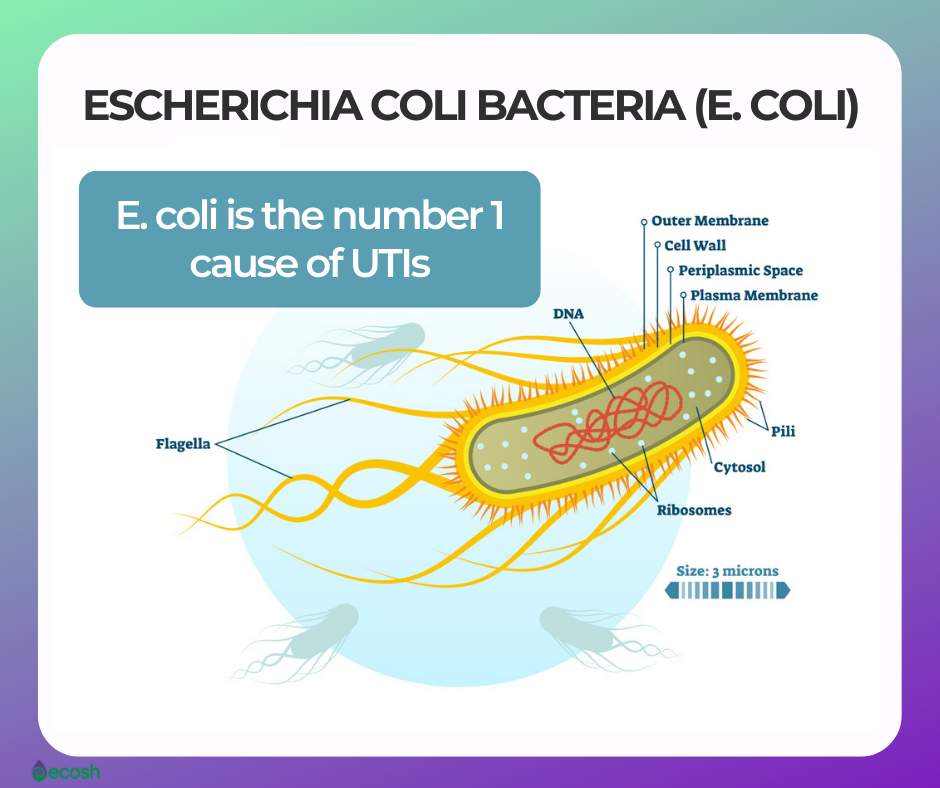 D-Mannose_Helps_In_Case_Of_UTIs_Caused_By_E.Coli