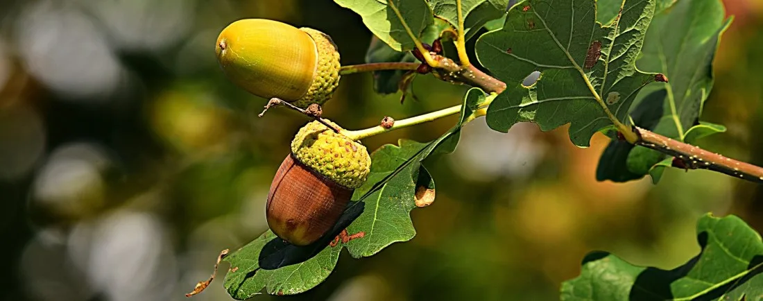 Acorn