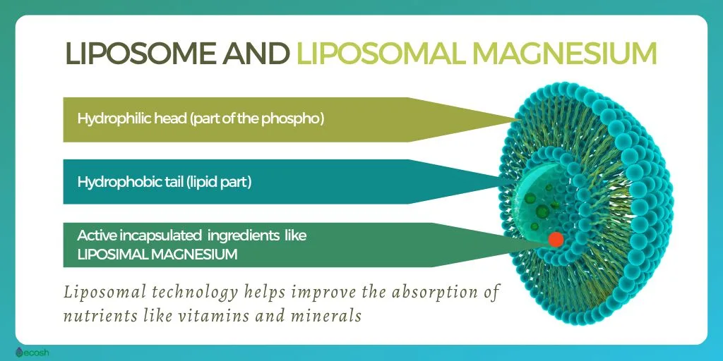 What_is_liposome_and_liposomal_magnesium - Ecosh